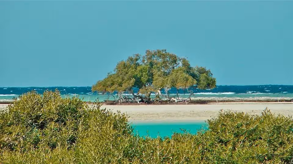 Scenic view of Marsa Alam's serene beach with lush mangroves and turquoise waters under a clear blue sky.