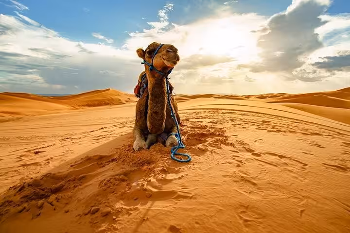 Camel resting on golden dunes at sunset on Marsa Alam desert safari with camel ride and Bedouin dinner
