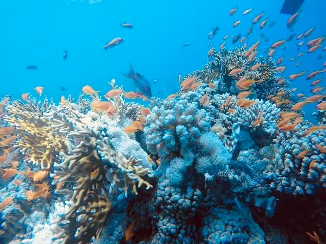 Colorful coral reef teeming with anthias fish in Marsa Alam, Egypt, a snorkeling paradise in the Red Sea.