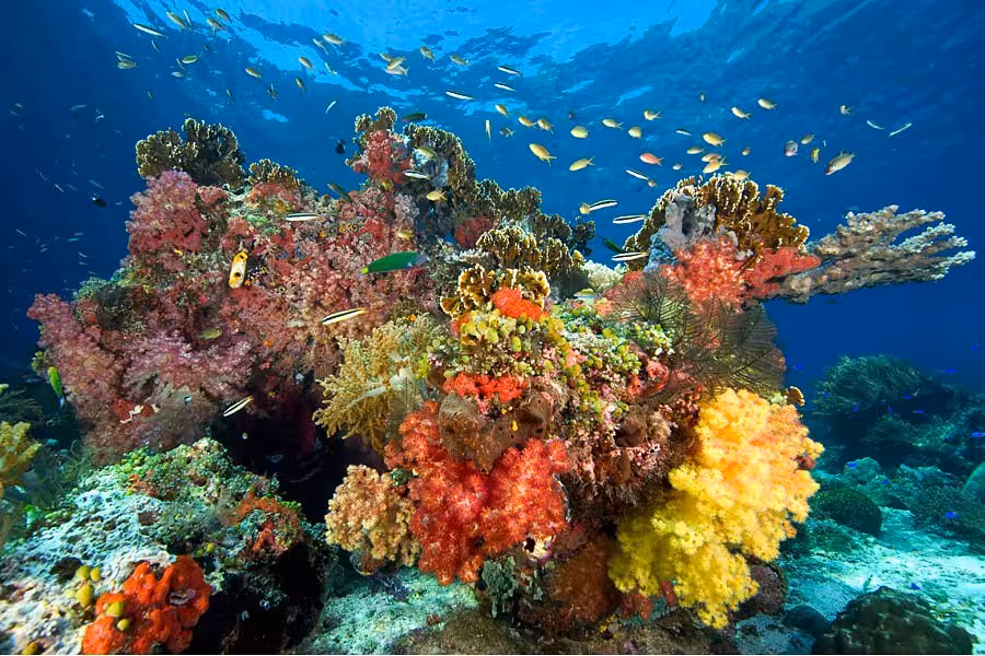 Vibrant coral reef teeming with colorful fish in the clear waters of Marsa Alam, Egypt, a diver's paradise.