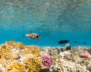 Colorful coral reef with tropical fish swimming in clear blue water at Marsa Alam snorkeling site