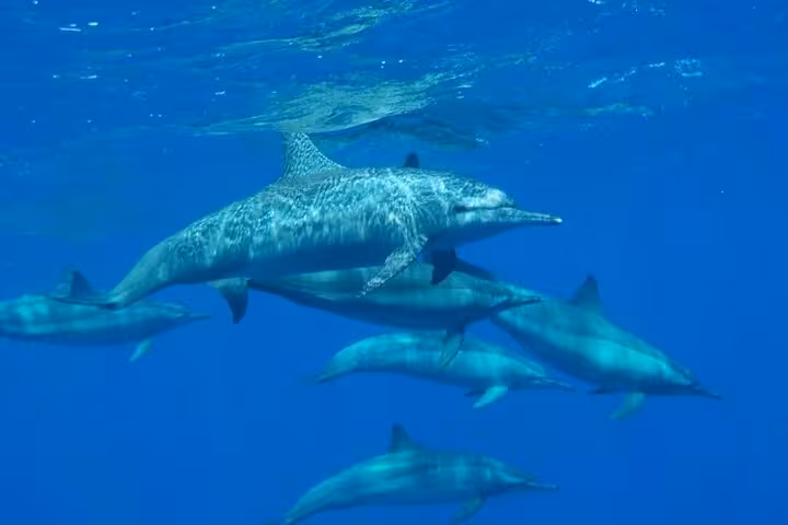Pod of dolphins swimming in the Red Sea, seen on Marsa Alam Royal Seascope submarine tour with pickup