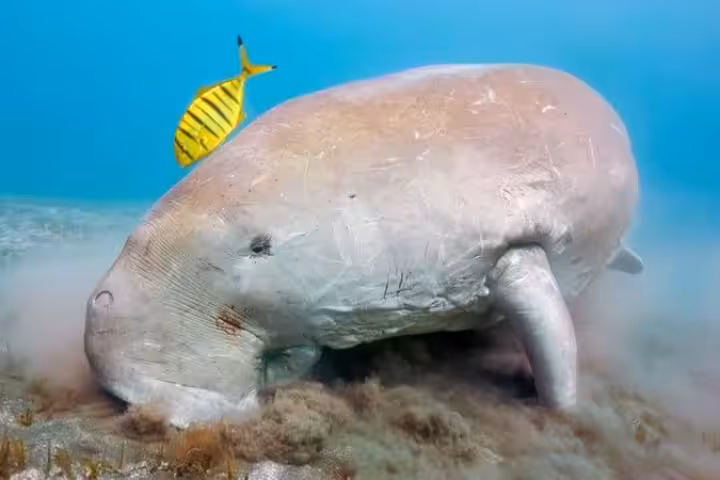 Dugong grazing on seagrass underwater in Marsa Alam with yellow fish swimming above