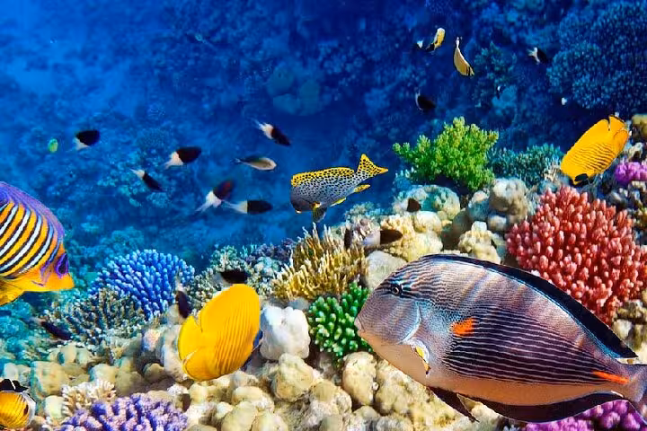 Vibrant Red Sea reef fish and corals in Marsa Alam, snorkeling on full-day private swim with turtles tour