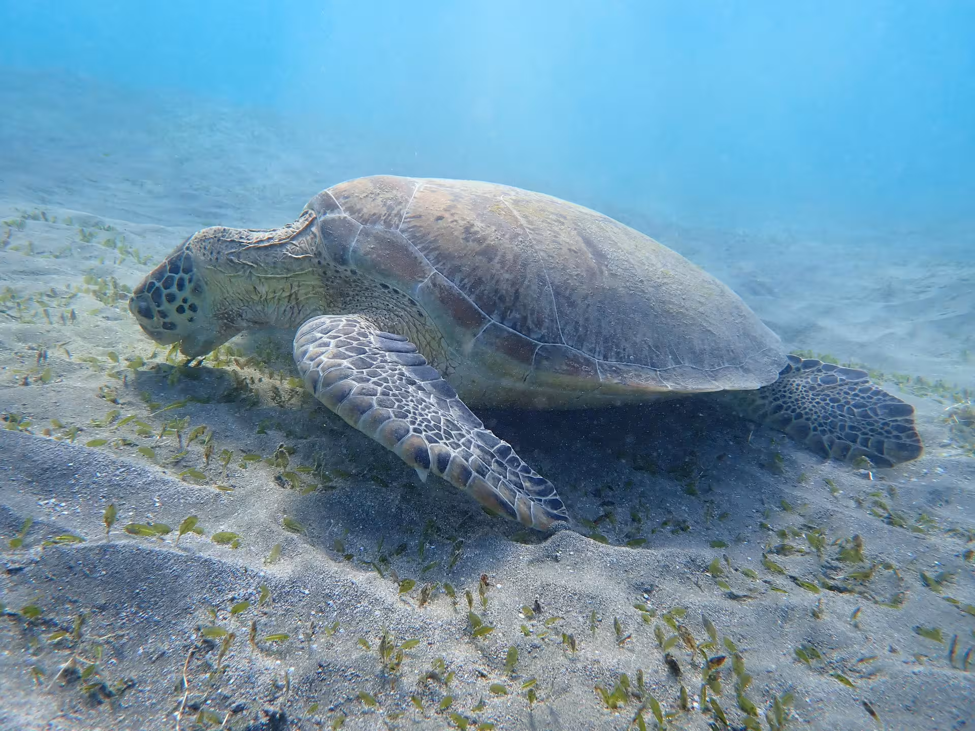 Green sea turtle feeding on seagrass on sandy ocean floor in Marsa Alam