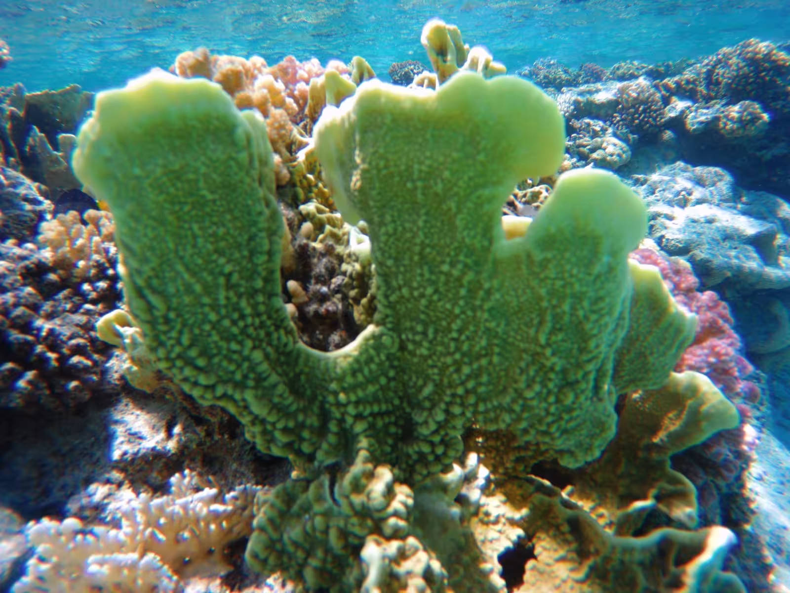 Green coral formations on a vibrant reef during snorkeling in Marsa Alam, Egypt