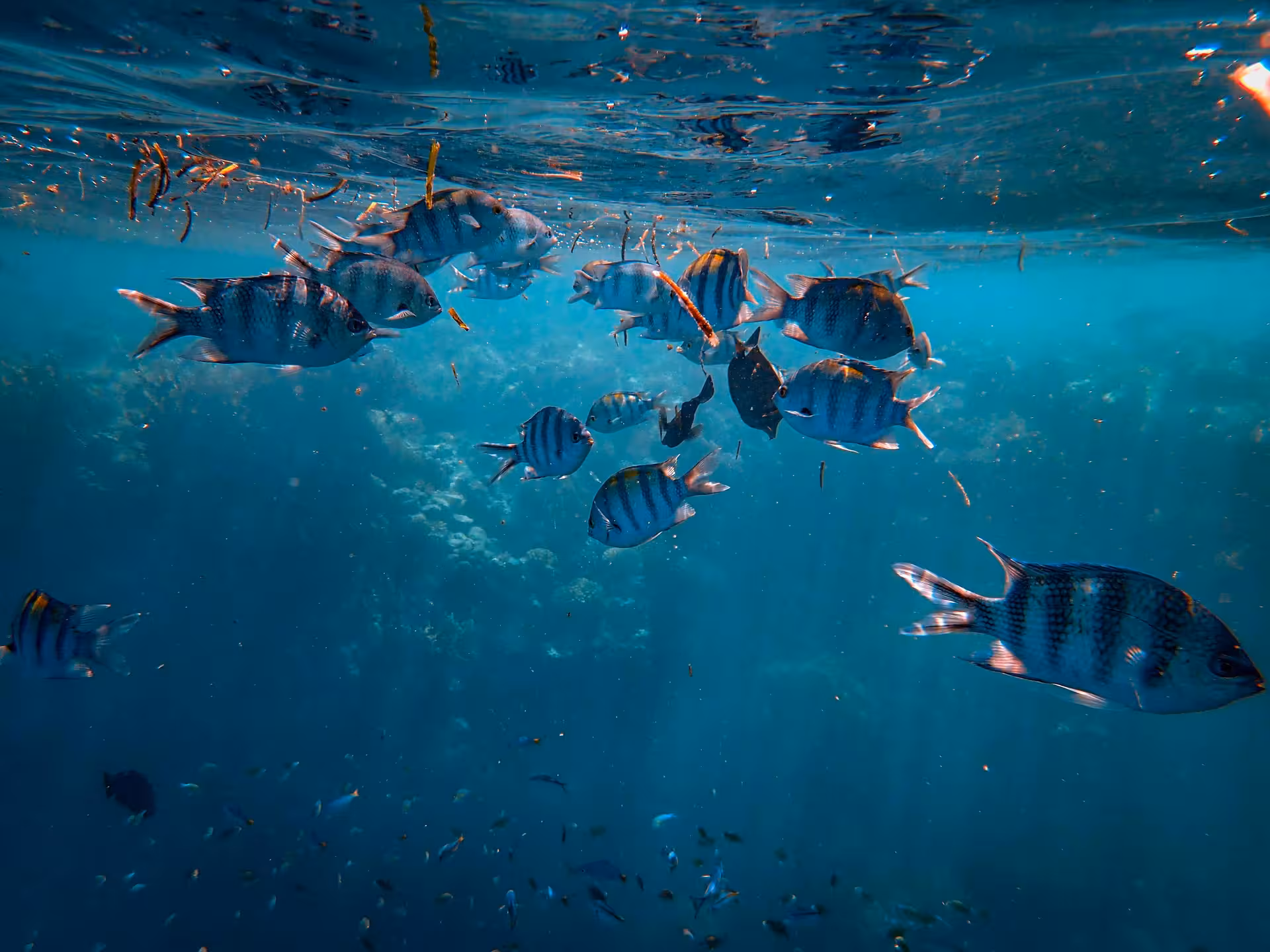 School of striped fish swimming near the surface in clear blue waters of Marsa Alam