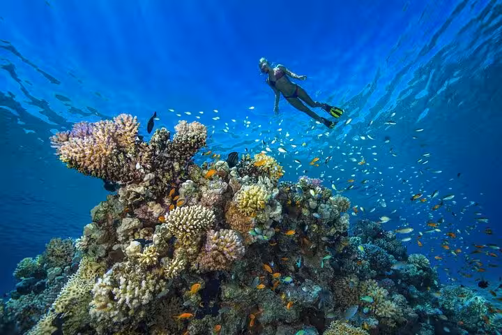 Snorkeler above vibrant coral reef and tropical fish at Marsa Mubarak, Marsa Alam full-day trip with lunch