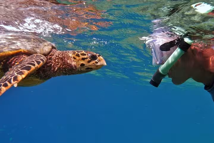 Snorkeler meets a sea turtle at Marsa Mubarak, Marsa Alam full-day snorkel trip with lunch