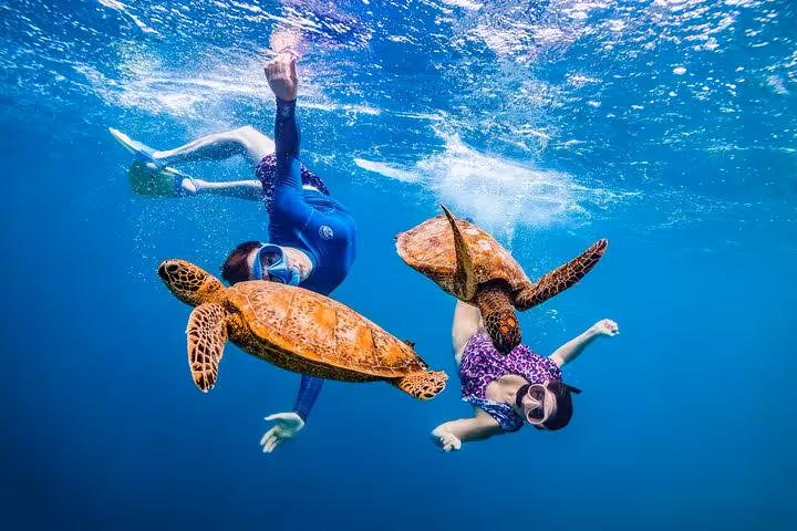 Snorkeling with sea turtles in Marsa Mubarak, Marsa Alam full-day Red Sea snorkel excursion with lunch
