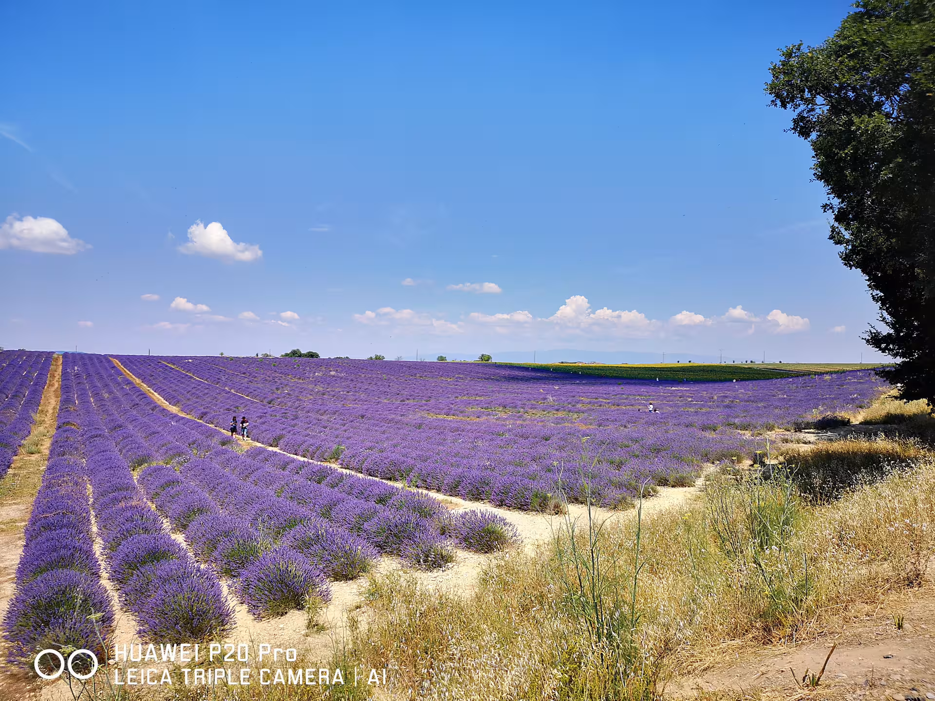 Scenic Valensole lavender rows under blue sky on a private Marseille shore excursion to Provence villages