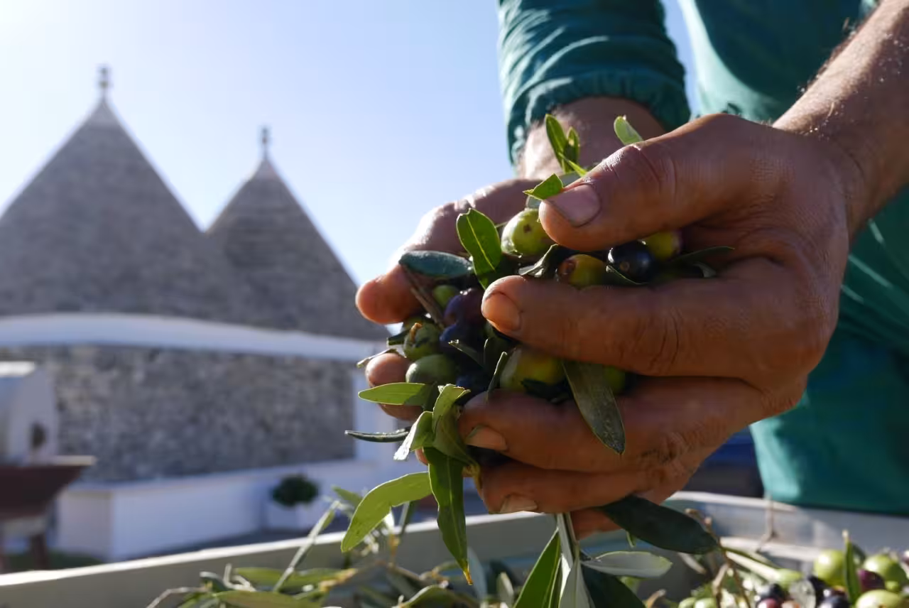 Hands holding fresh olives with trulli backdrop in Martina Franca, Puglia olive oil mill tour and tasting