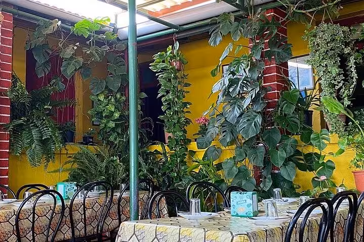 Cozy dining area in Masca, Tenerife, surrounded by vibrant plants and inviting atmosphere for a gastro tour.