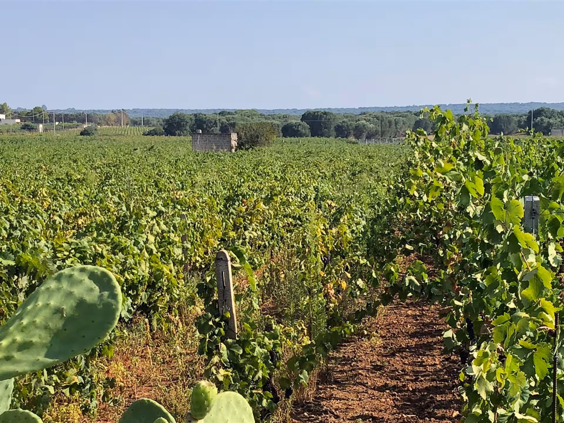 Expansive vineyard landscape at a Masseria winery near Taranto, showcasing lush grapevines under a clear blue sky.