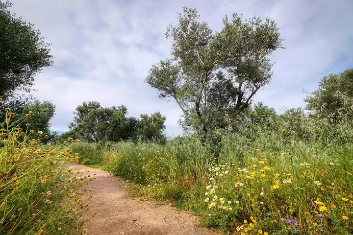 Discover vibrant wildflowers and lush greenery along a tranquil path in Meskla's scenic gorge walking tour.