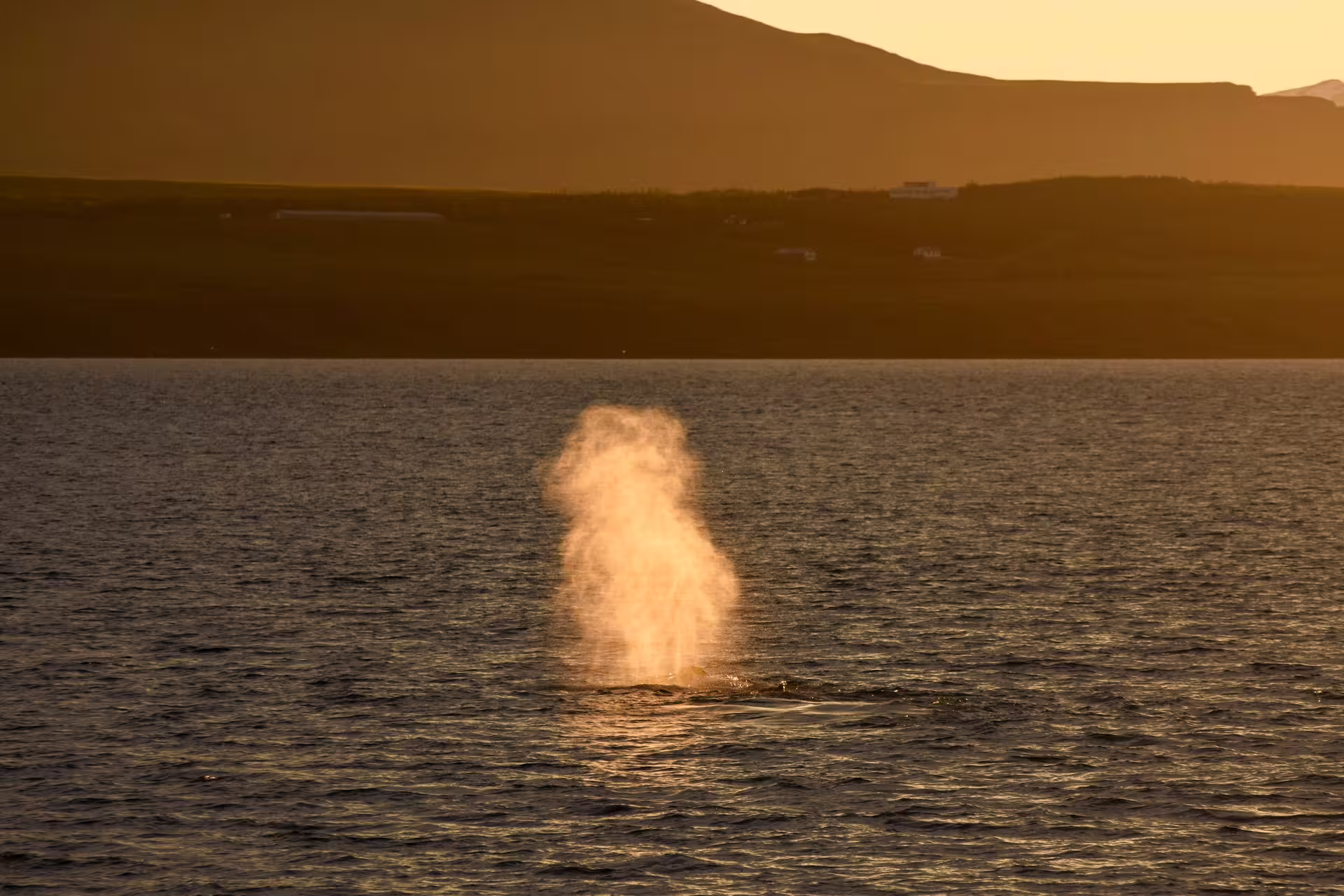 Whale spouting a misty blow at sunset during midnight sun whale watching tour near Akureyri, Iceland
