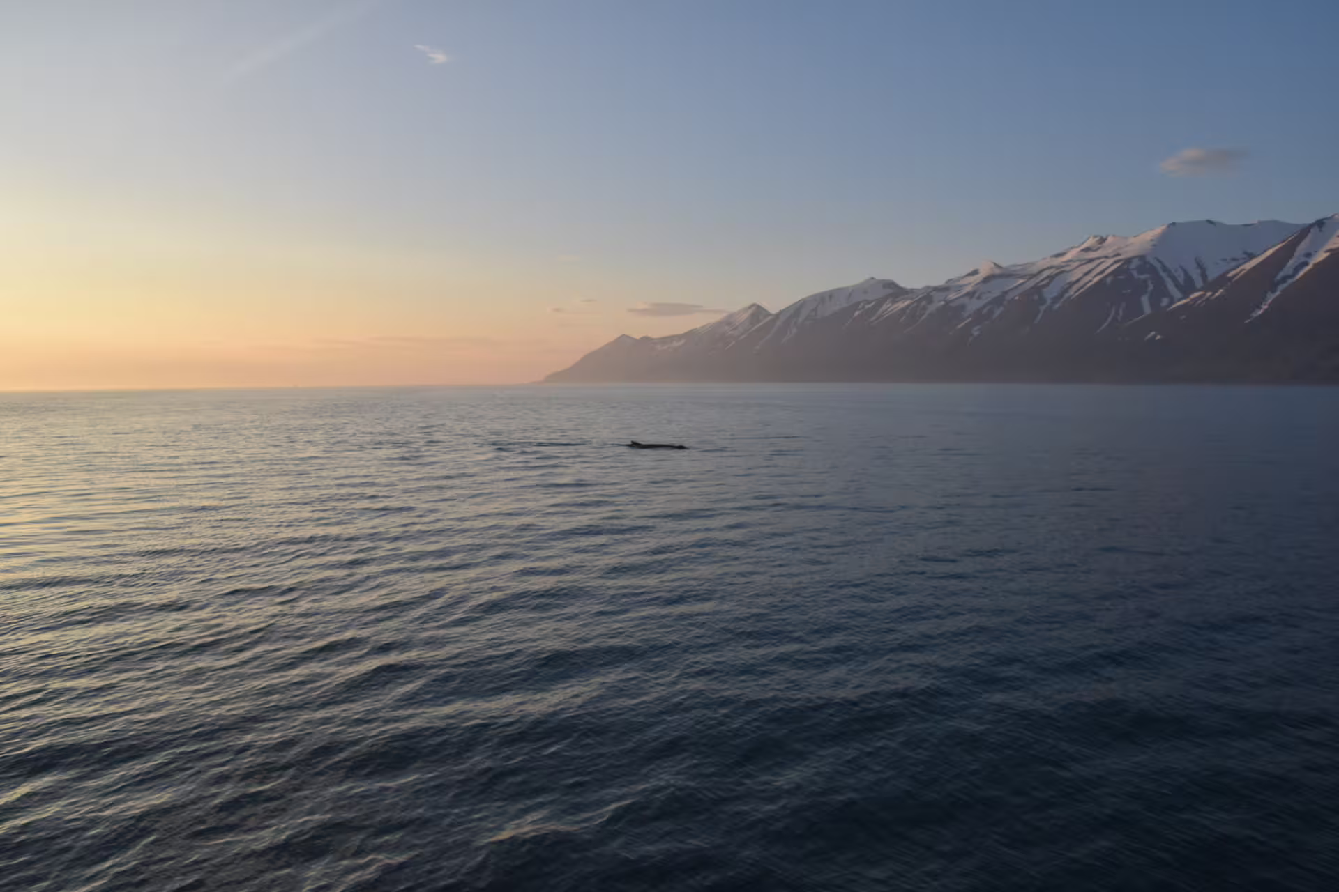 Whale surfacing in calm Arctic waters at midnight sun with snow-capped mountains near Akureyri, Iceland