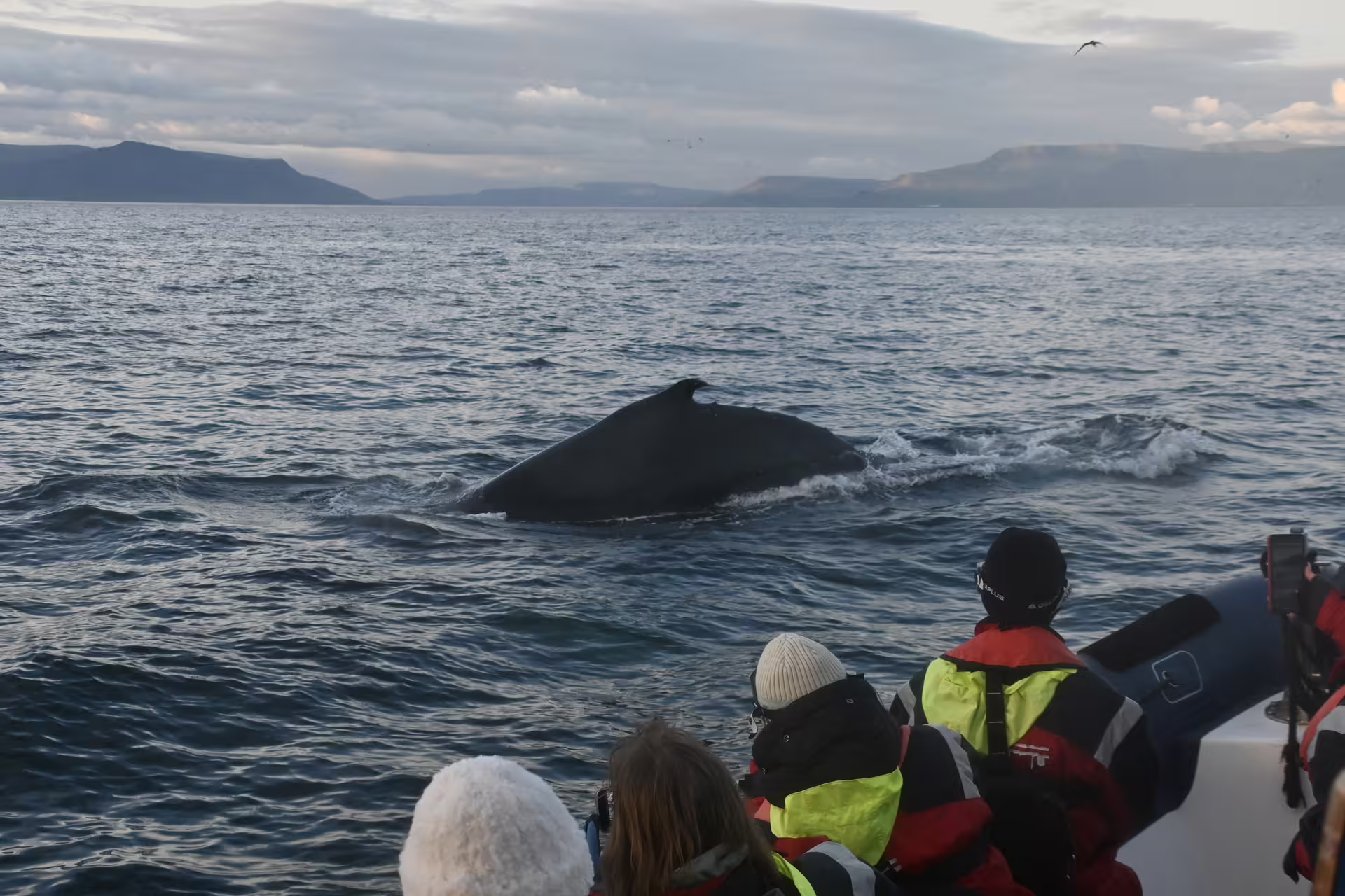 Tourists on a boat watching a humpback whale surfacing near Reykjavik during midnight sun whale watching tour