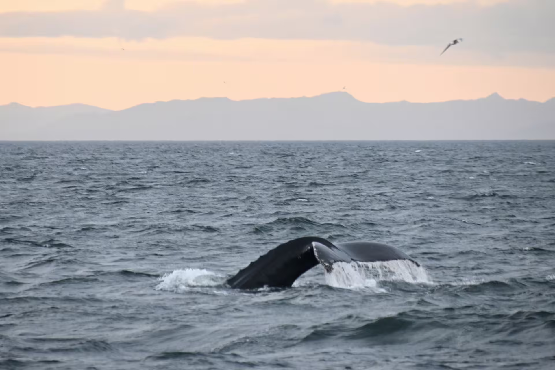 Humpback whale tail fluking above ocean surface with mountain backdrop during midnight sun in Iceland