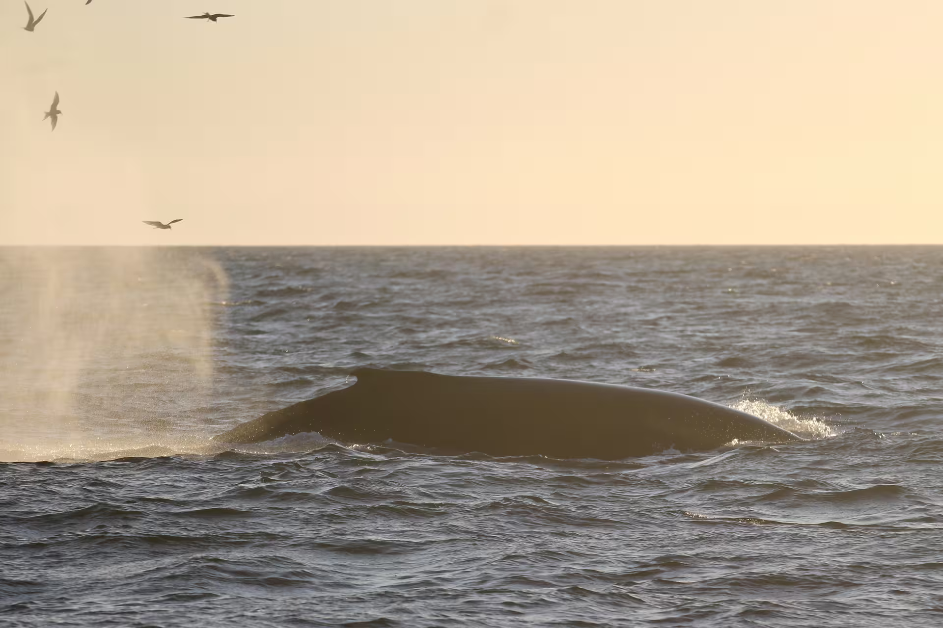 Humpback whale surfacing at sea during midnight sun whale watching tour near Reykjavik, seabirds flying above