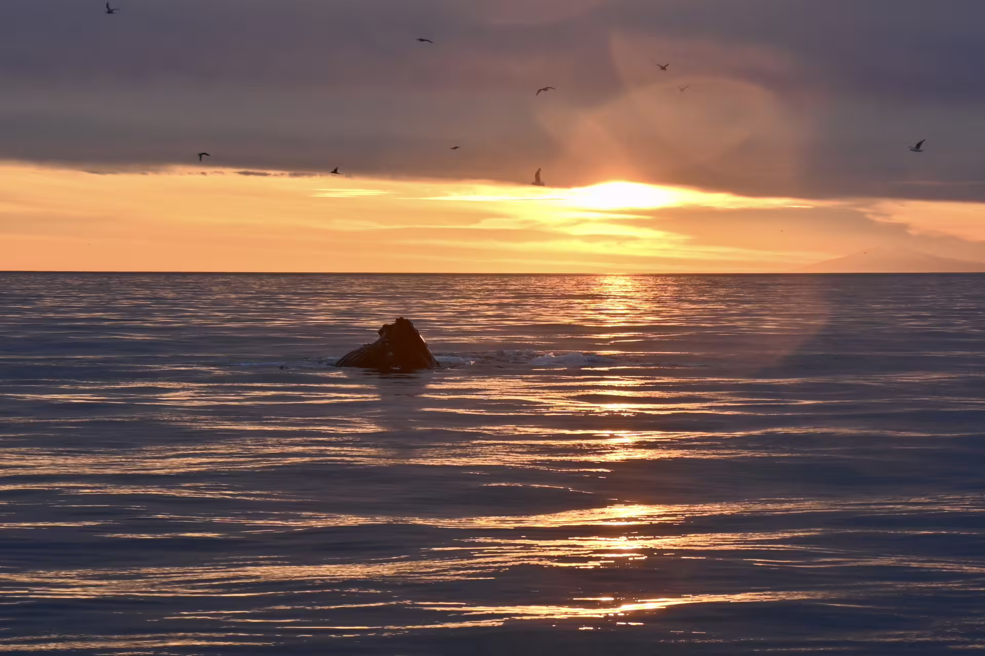Humpback whale surfacing at sunset during midnight sun whale watching tour near Reykjavik