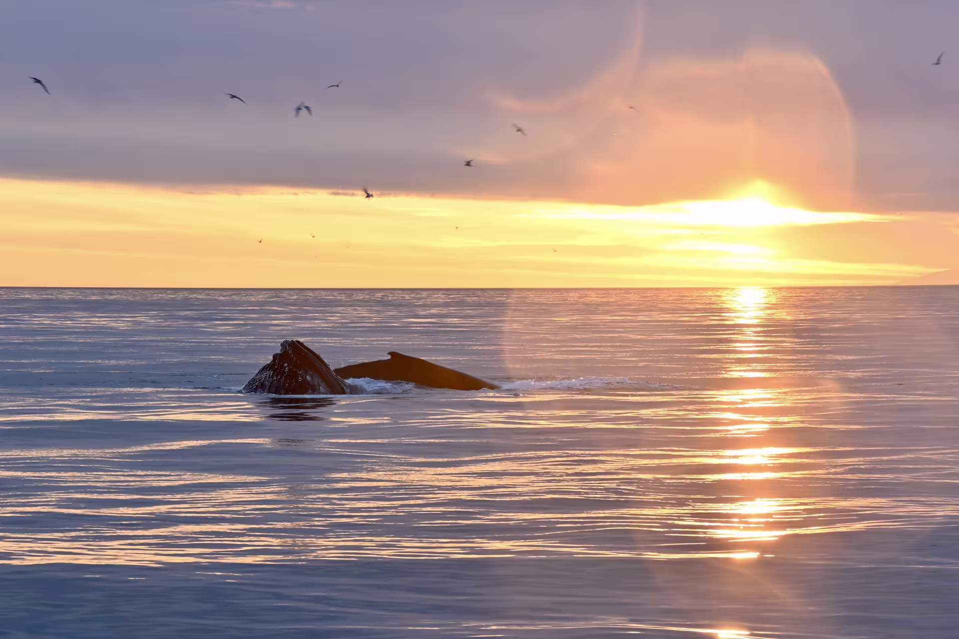 Humpback whales surfacing at golden midnight sun with seabirds flying over calm Icelandic ocean waters