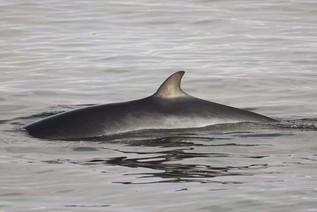 Minke whale dorsal fin breaking surface during whale watching tour in Faxafloi Bay, Reykjavik