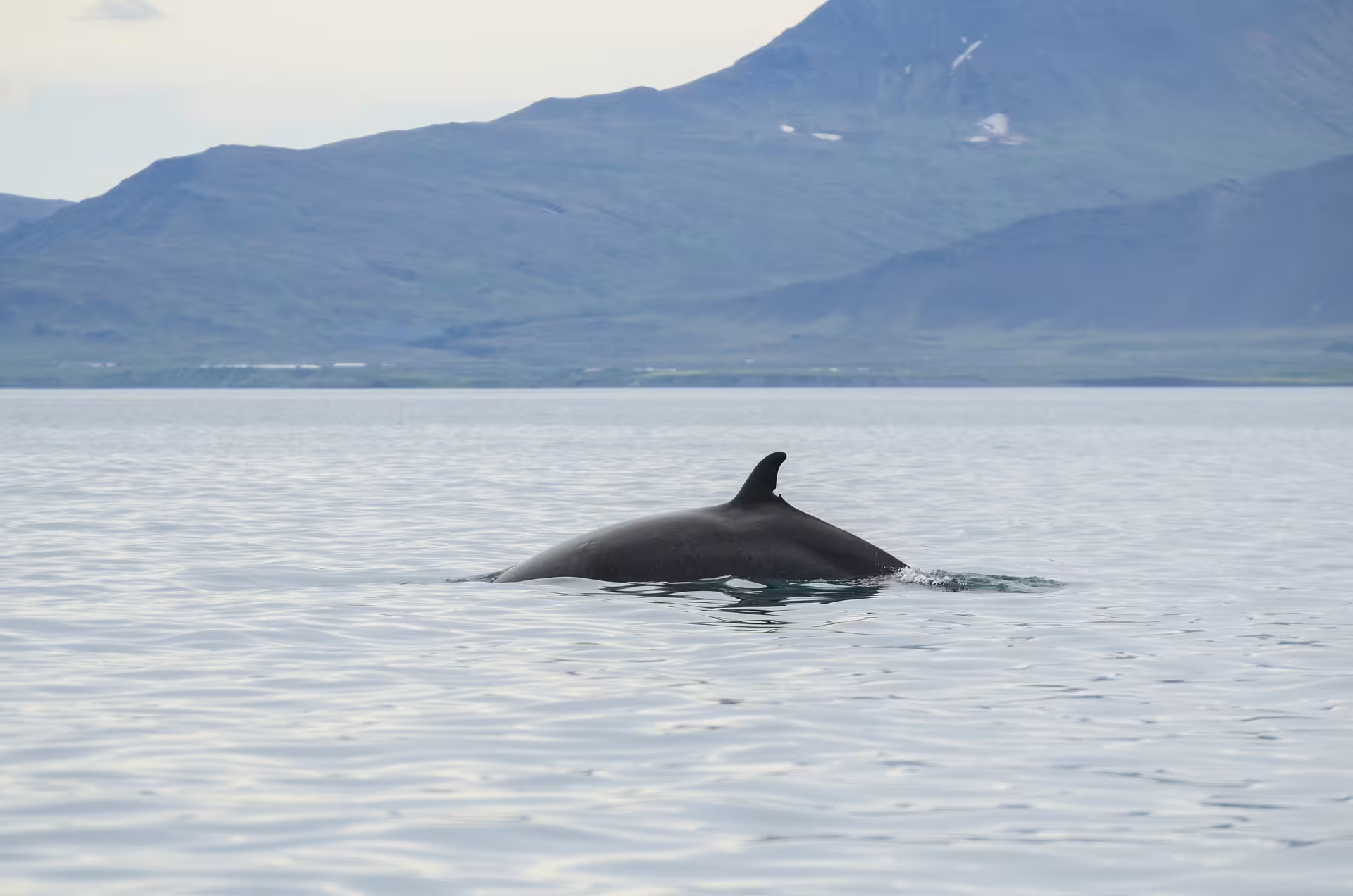 Minke whale surfacing with dorsal fin visible in calm Icelandic waters with mountains in background