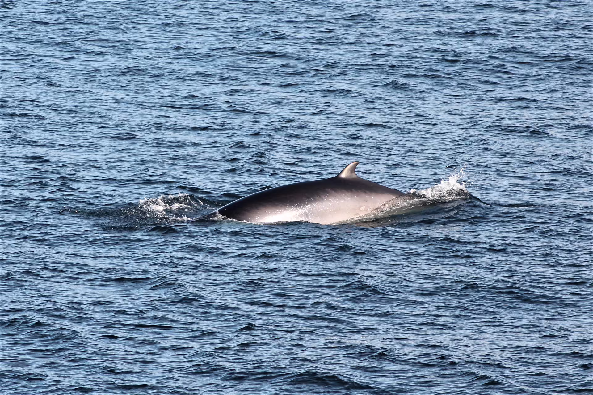 Minke whale surfacing in choppy blue ocean waters during Reykjavik whale watching tour