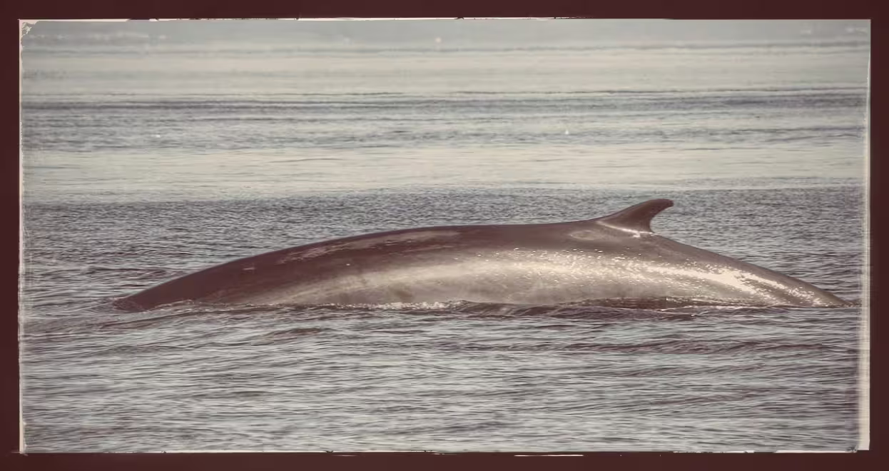 Minke whale surfacing in calm Icelandic ocean waters near Reykjavik
