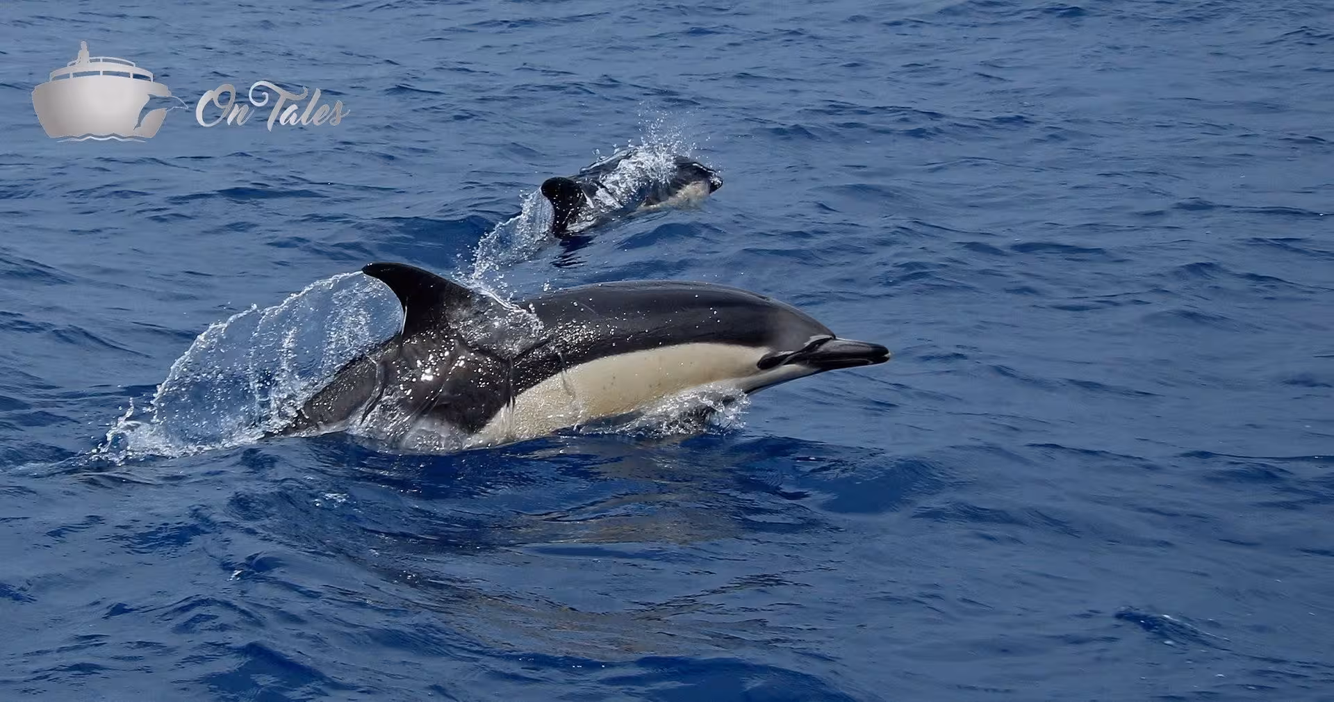 A dolphin leaps out of the water near the Miranda yacht, showcasing exciting wildlife moments on the ocean tour.