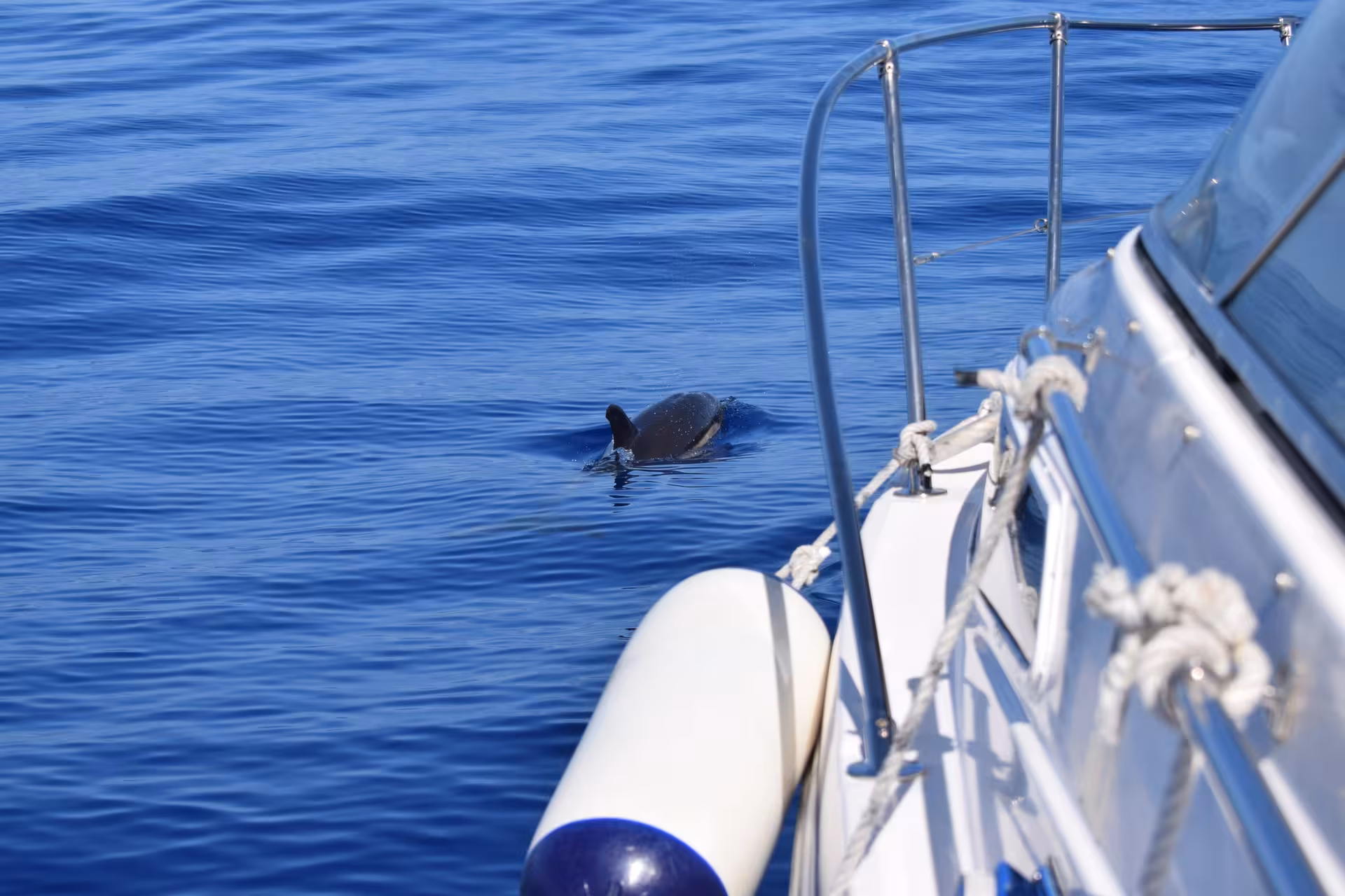 A dolphin surfaces near the Miranda yacht during a whale and dolphin watching tour in clear blue ocean waters.