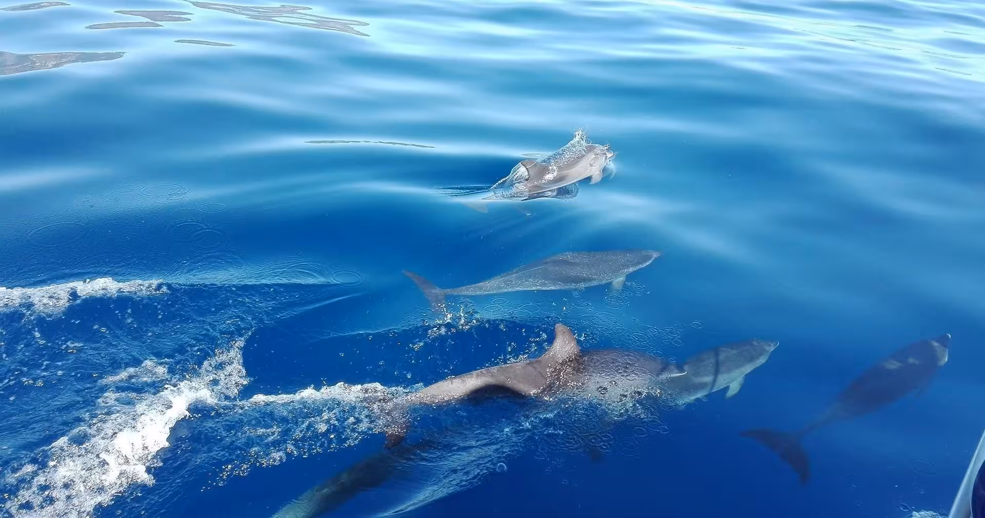 A pod of dolphins gracefully swims alongside the Miranda yacht on a dolphin watching tour in serene blue seas.