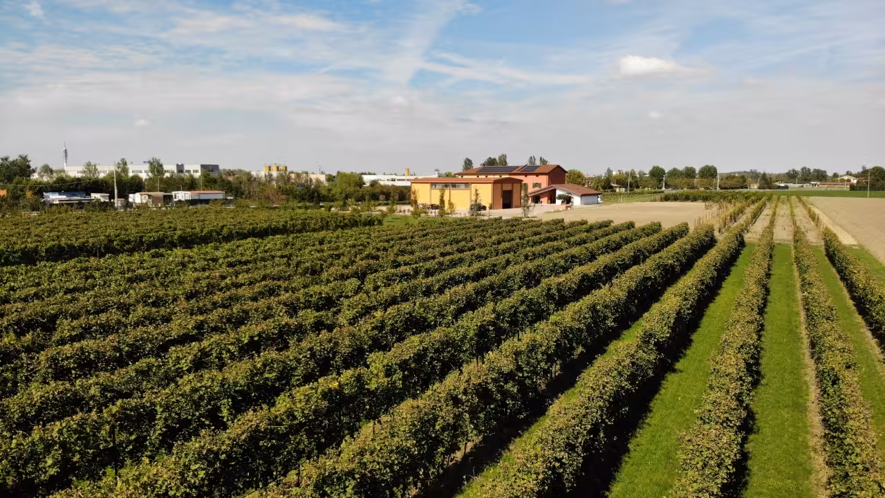 Vignobles près de Modène menant à une acetaia, étape de la visite prestige avec dégustation de balsamique