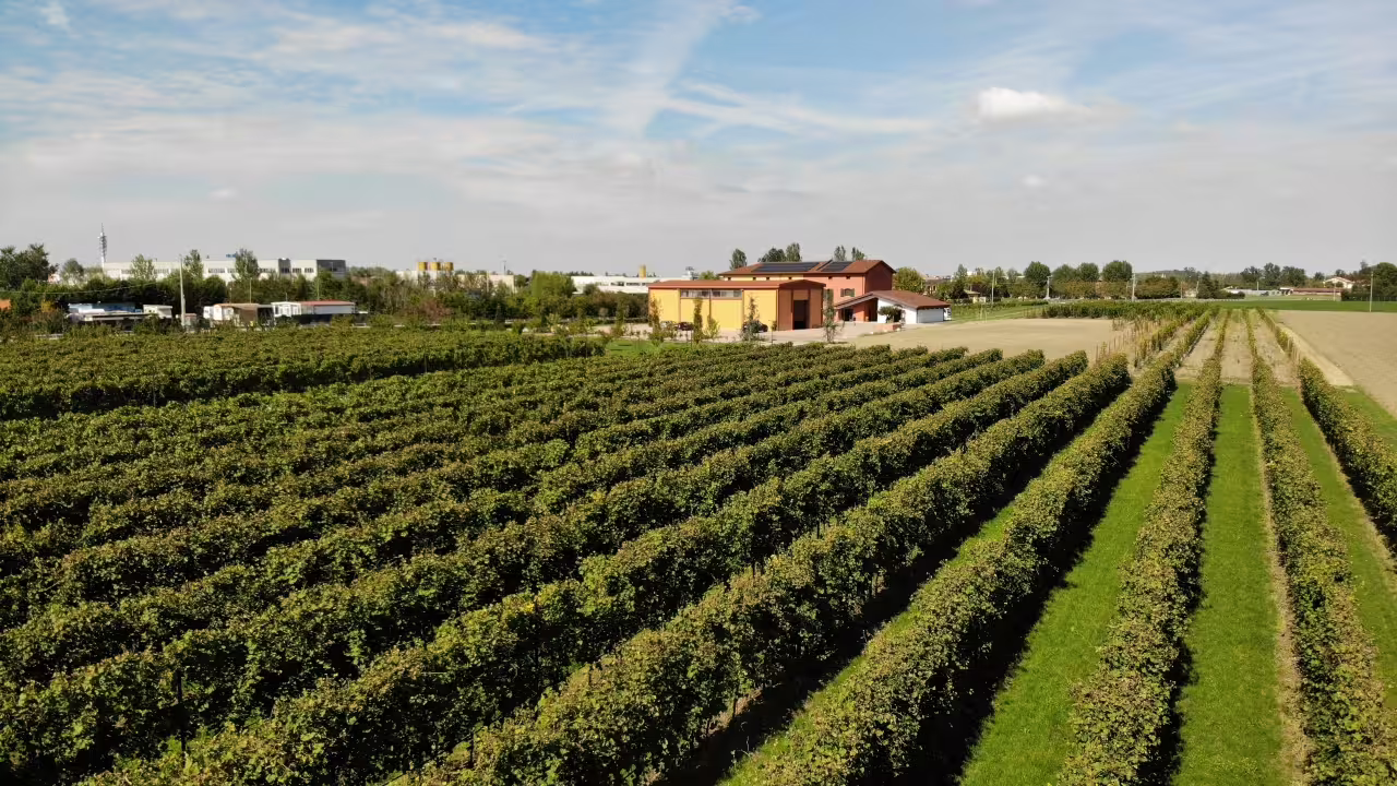 Scenic view of lush vineyards in Modena where superb balsamic vinegar is produced, under a clear sky.