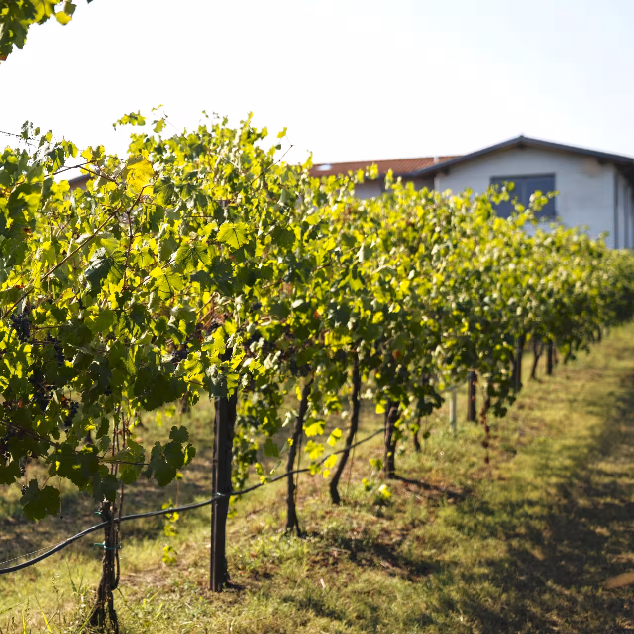 Sunlit vineyard rows near Modena on balsamic vinegar tour with Parmigiano Reggiano and gelato tasting