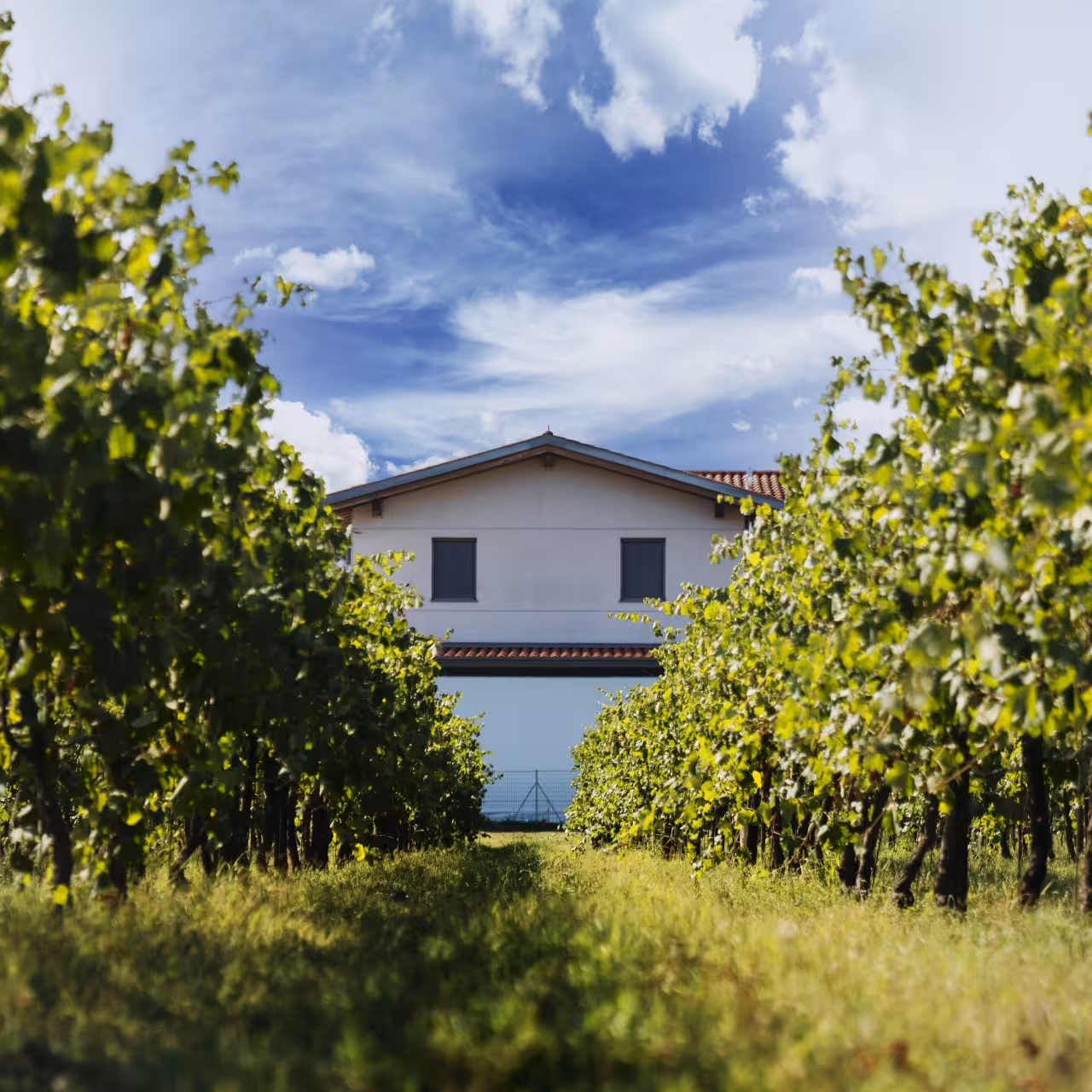 Winery house framed by grapevines in Modena countryside, ideal for balsamic tour, Parmigiano and gelato tasting