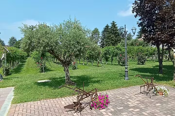 Sunlit Modena vineyard and olive tree courtyard visited on a private Ferrari Museum tour with balsamic vinegar tasting