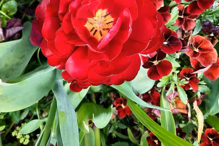 Close-up of vibrant red flowers in Monet’s Giverny garden on a private day trip from Paris with entry ticket