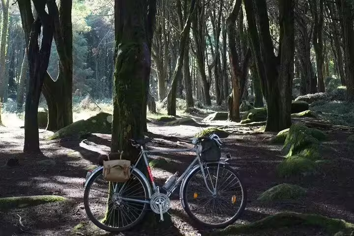 Vintage bicycle leaning against a tree in a sunlit forest, part of the Monsanto Vintage Bike Tour experience.