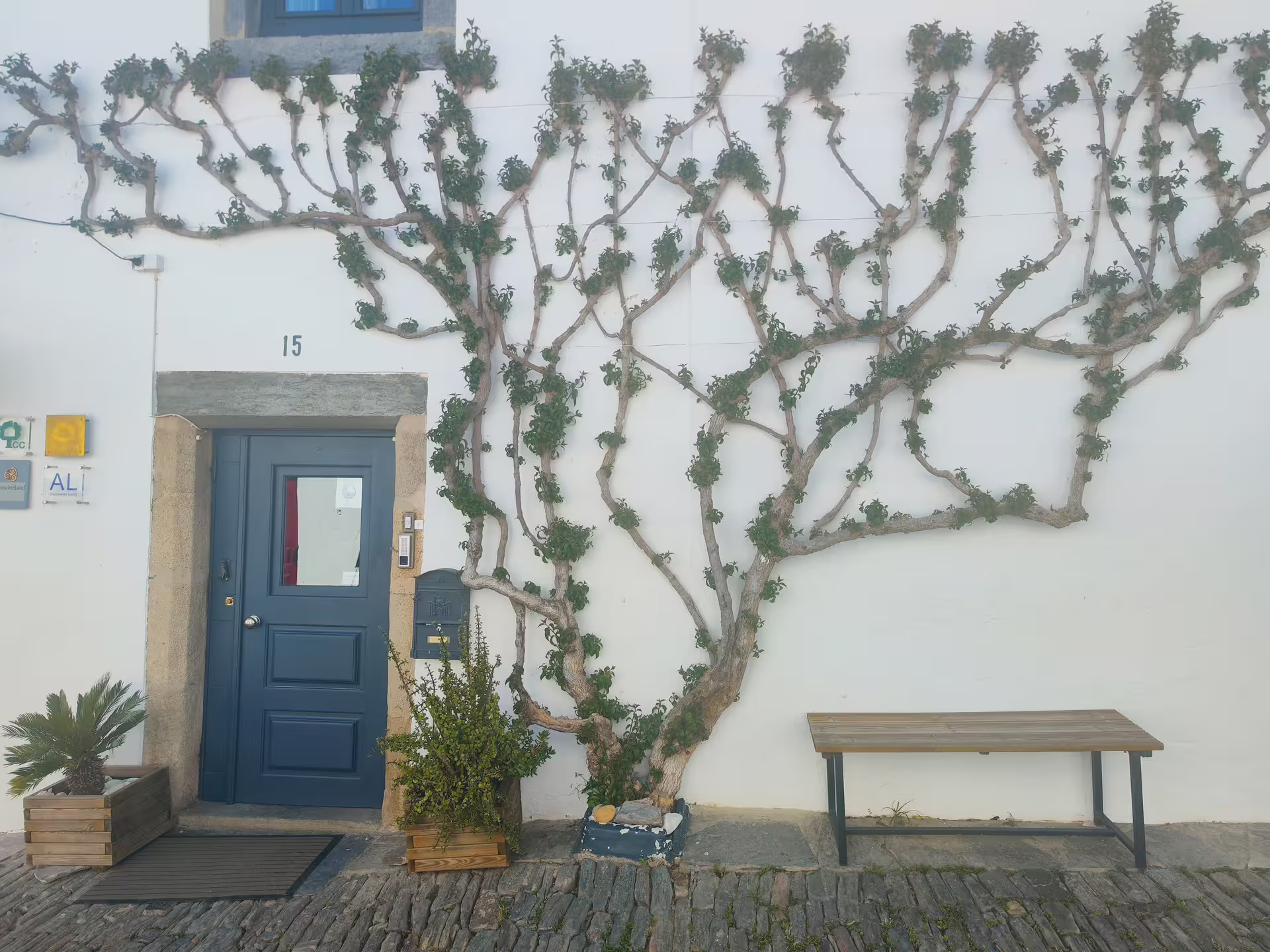 Charming whitewashed wall with climbing vines and a blue door in Monsaraz, Portugal.