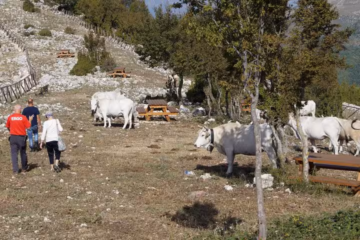 Hikers and white cattle roam the rocky Monte Cassino hillside trails during a historic battlefield mule track tour