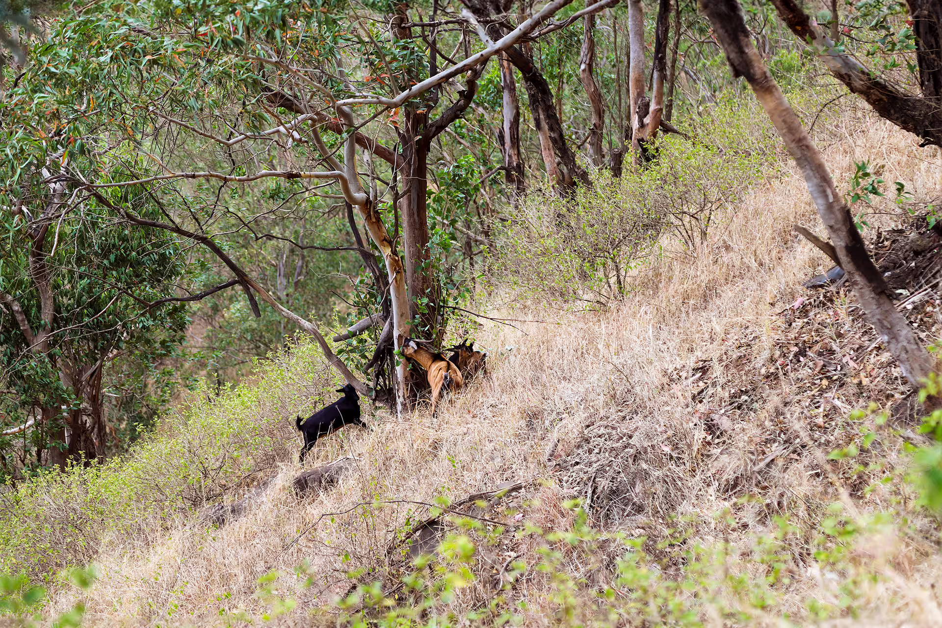 Goats graze amidst lush eucalyptus trees on the rugged slopes of Monte Tchota Natural Park, Santiago Island.