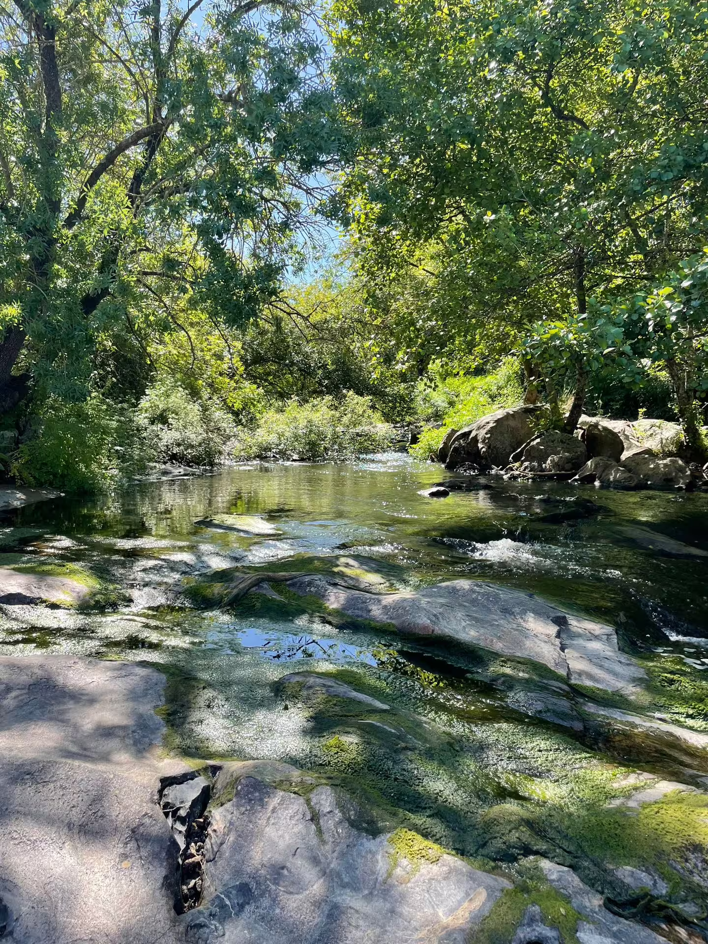 Serene stream surrounded by lush greenery on a sunny day during the Montemor-o-Novo guided hiking tour.