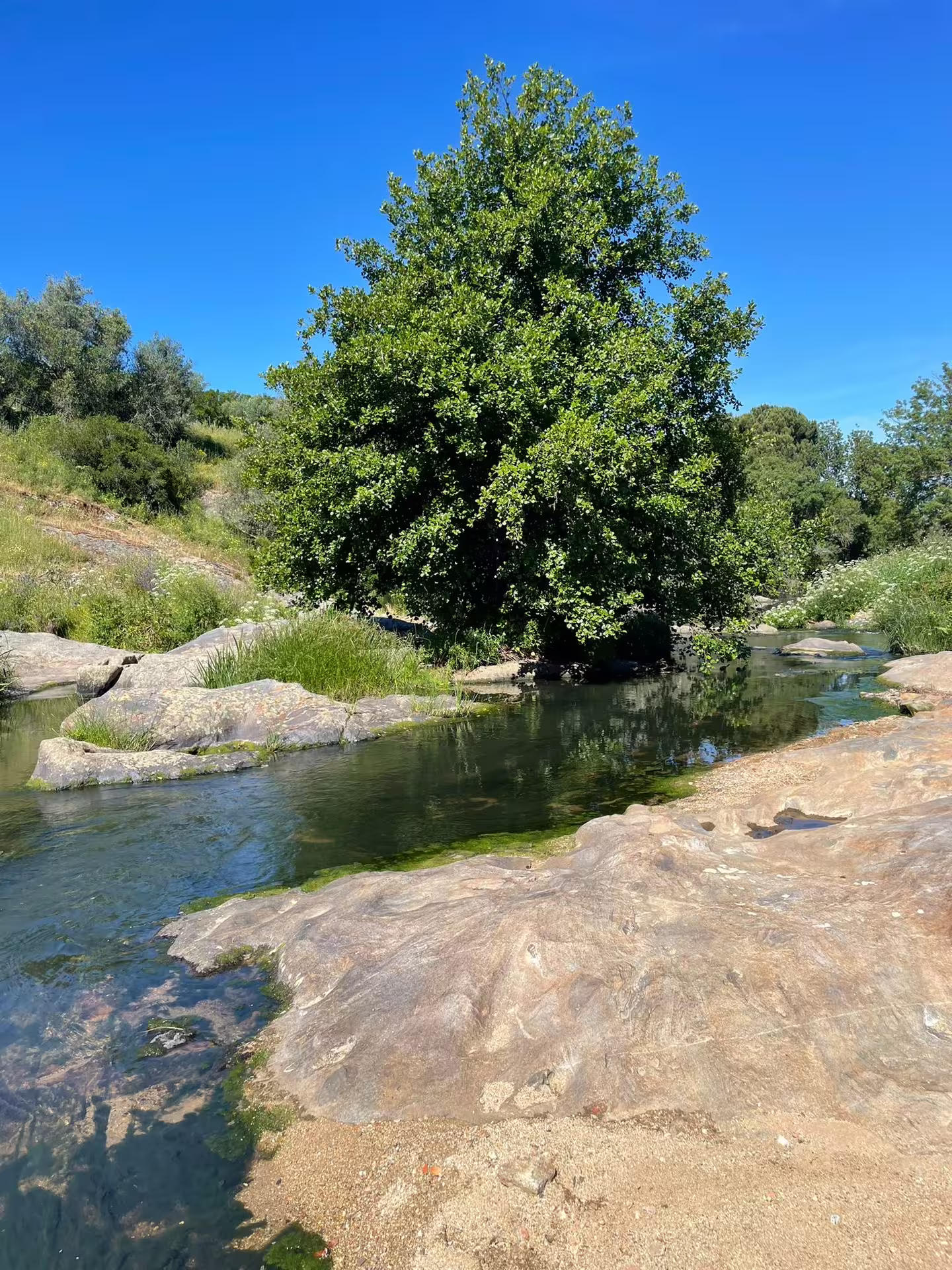 Scenic view of a lush green tree by a tranquil stream in Montemor-o-Novo, perfect for a guided hiking tour.