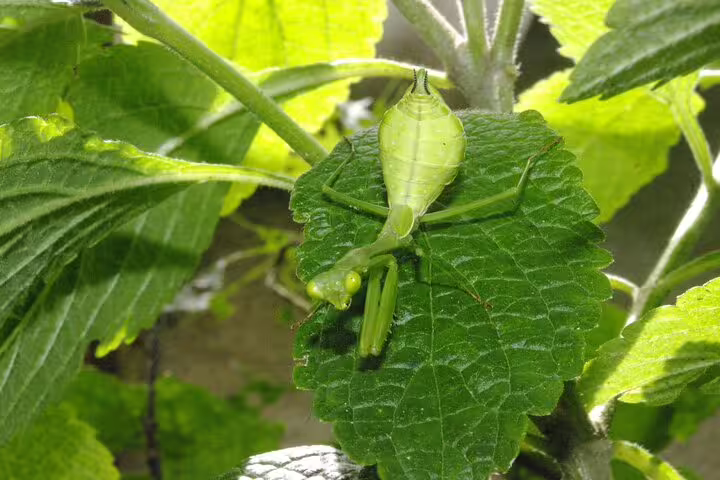 Close-up of a green insect on a leaf, showcasing Monteverde Cloud Forest's rich biodiversity on the tour.