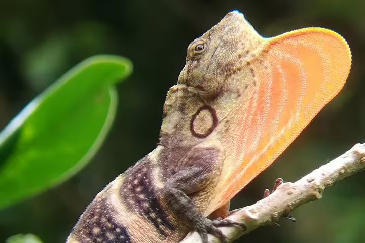 A striking lizard with a vibrant orange dewlap perched on a branch in Monteverde Cloud Forest.