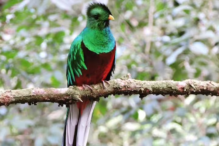 Colorful quetzal bird perched on a branch in Monteverde Cloud Forest, highlighting the area's diverse avian species.