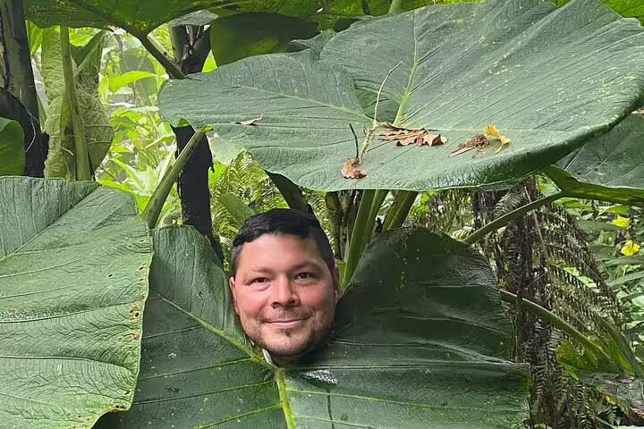 Visitor peeking through large tropical leaves in Monteverde Cloud Forest, showcasing the lush vegetation of the area.