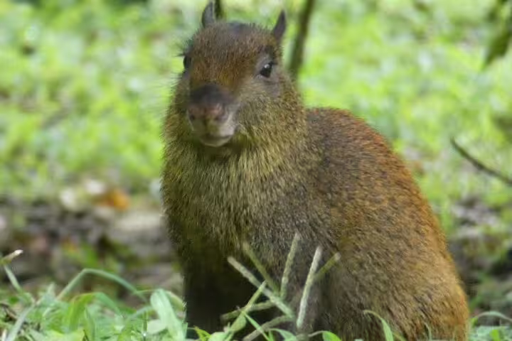 A small brown rodent in lush greenery, highlighting wildlife encounters in Monteverde Cloud Forest tours.